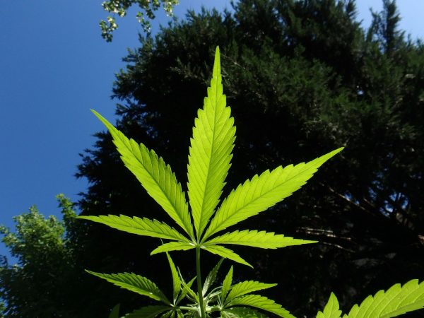marijuana leaf