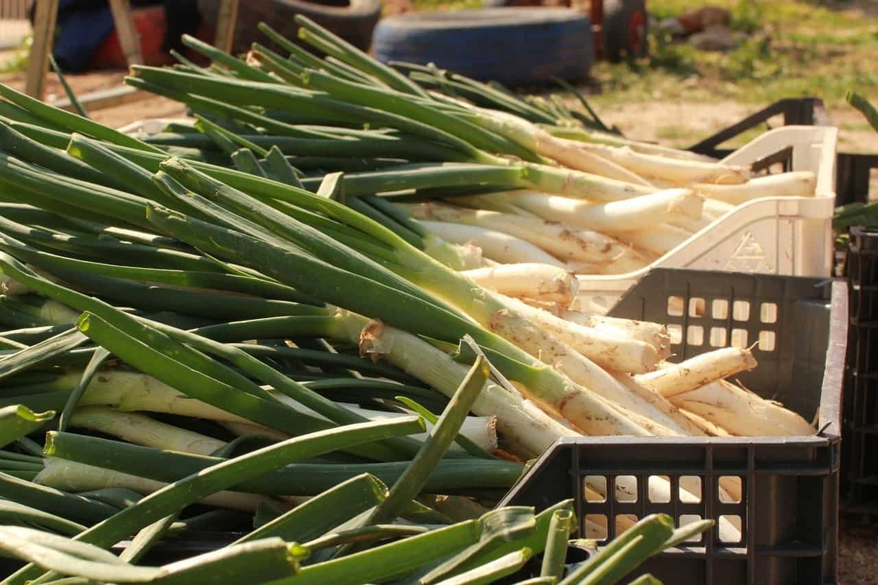 Calcots