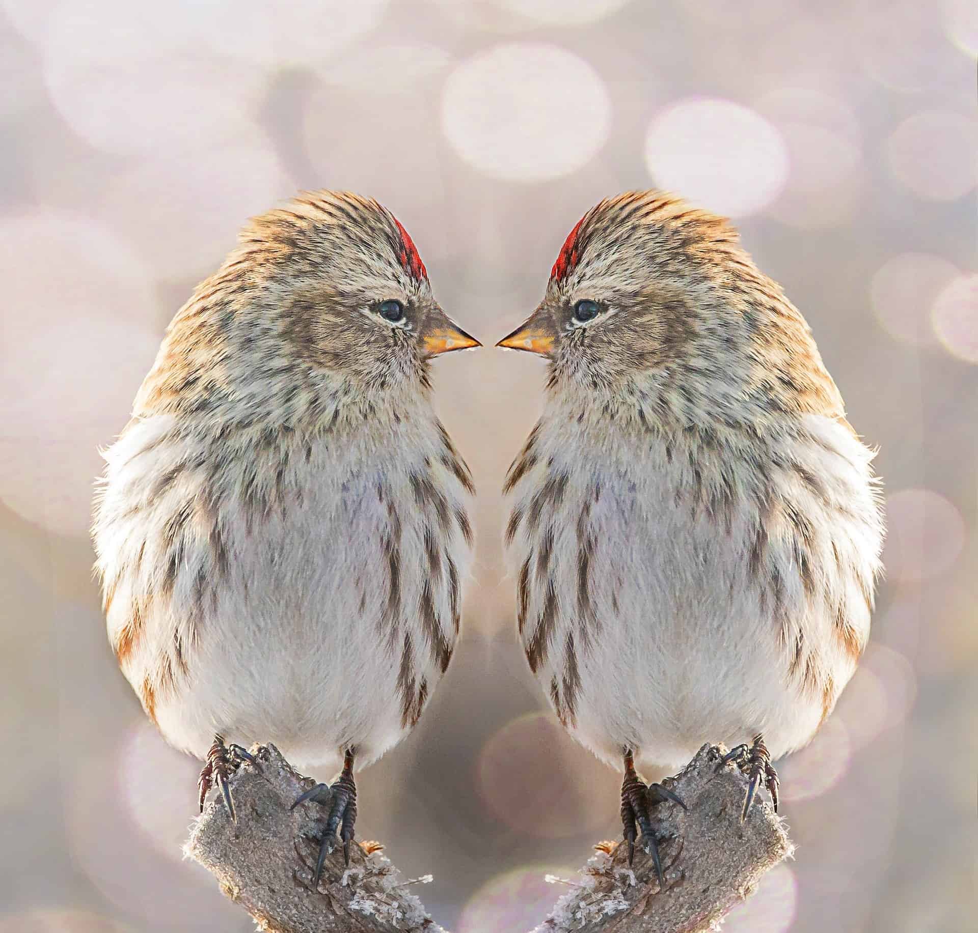 twins clone