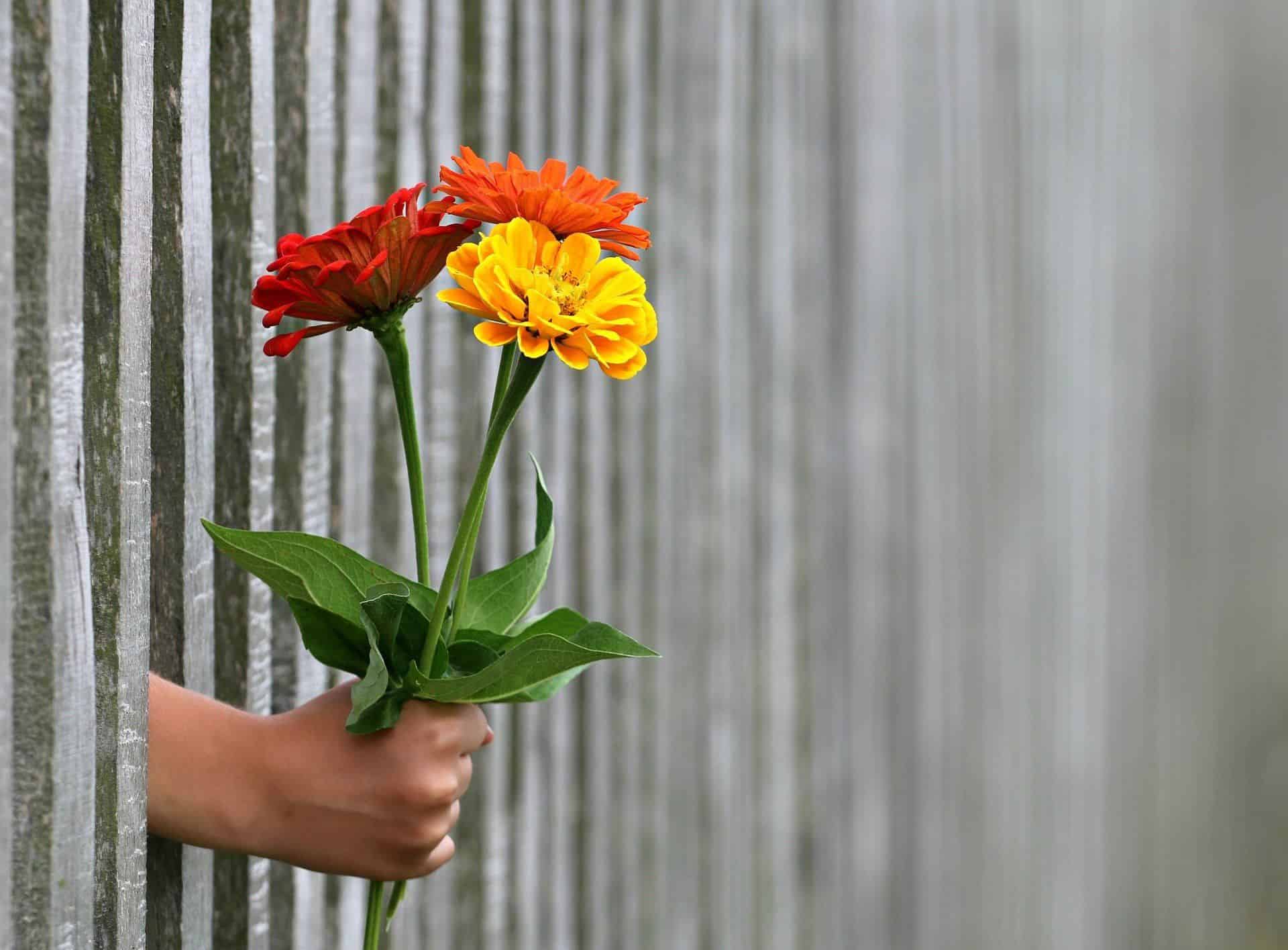 Dar Give Flowers