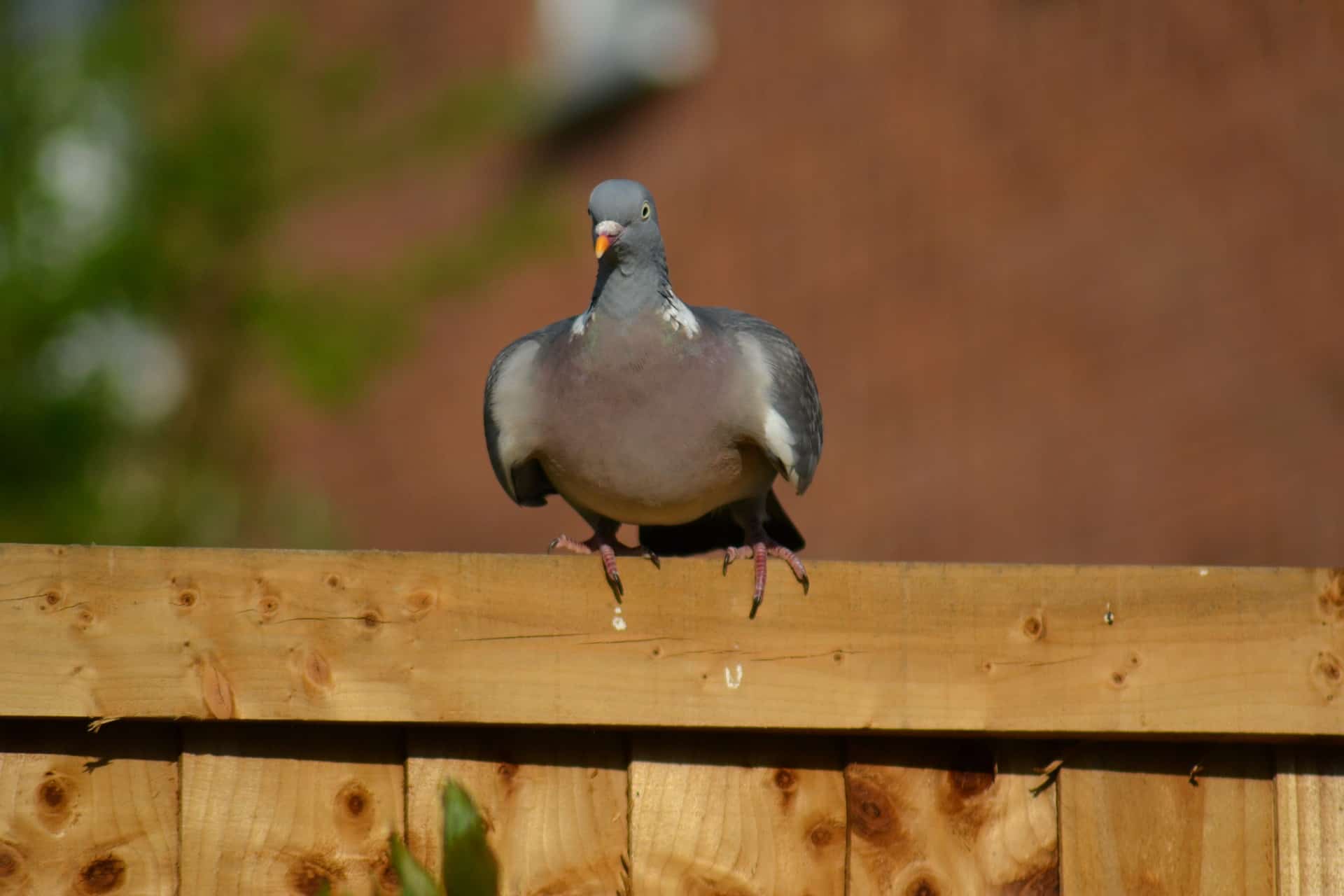 Sitting on the Fence