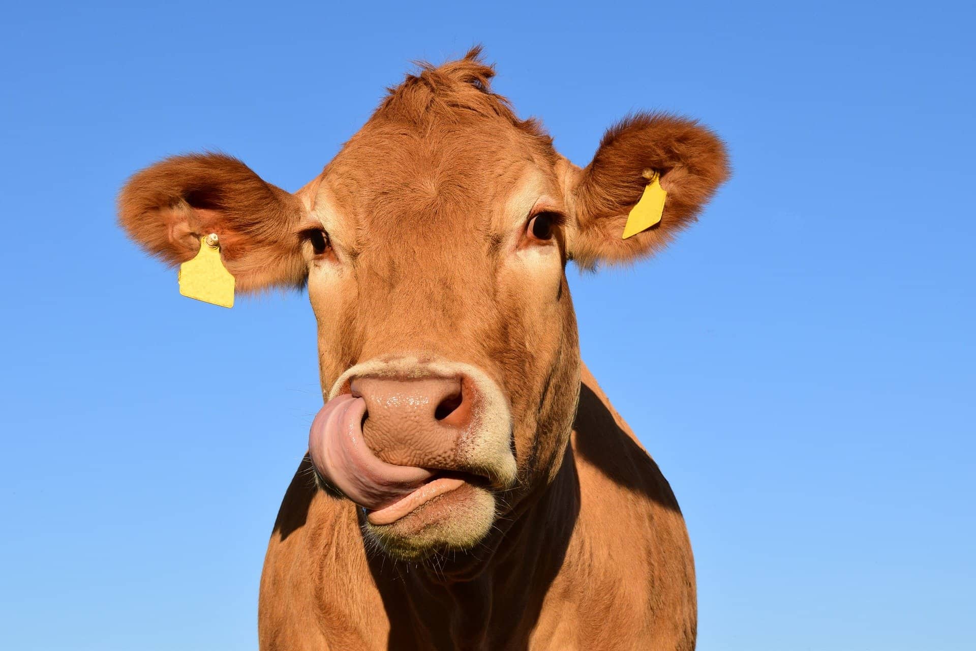 Tongue Twisters Cow