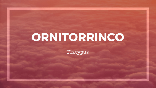 ORNITORRINCO