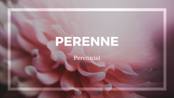 PERENNE